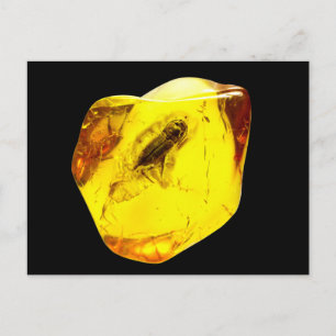 Carte Postale Beetle amber inclusion