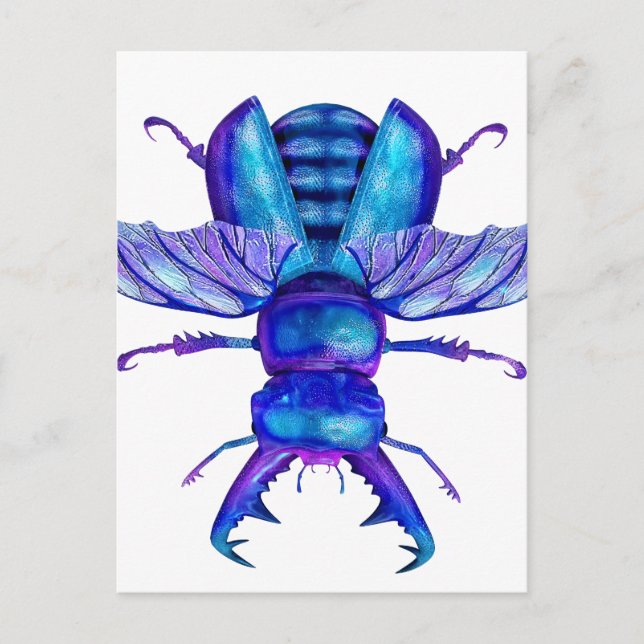 Carte Postale Beetle de la ceinture bleue (Devant)