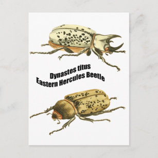 Carte Postale Beetle d'Hercules de l'Est
