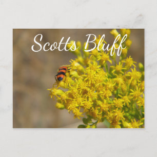 Carte Postale Beetle sur Goldenrod, Scotts Bluff, Gering, NE