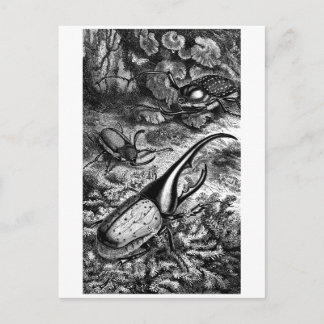 Carte Postale Beetles