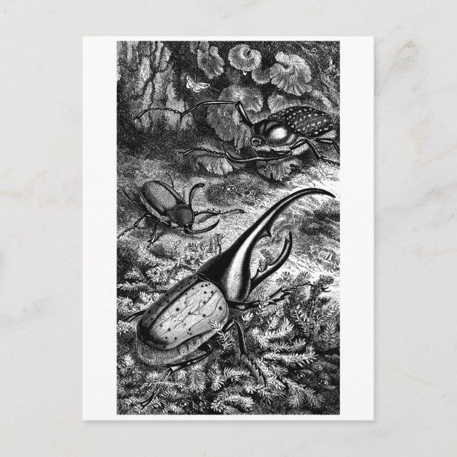 Carte Postale Beetles (Devant)