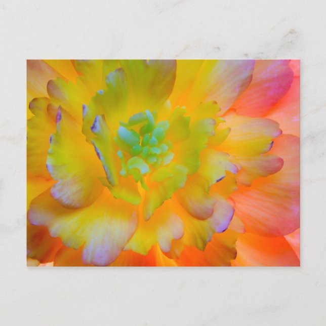 Carte Postale Bégonia florissante | Seabeck, WA (Devant)