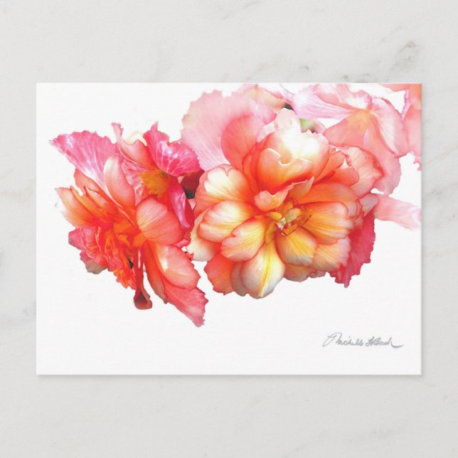 Carte Postale Bégonia Tuberous No. 1 (Devant)