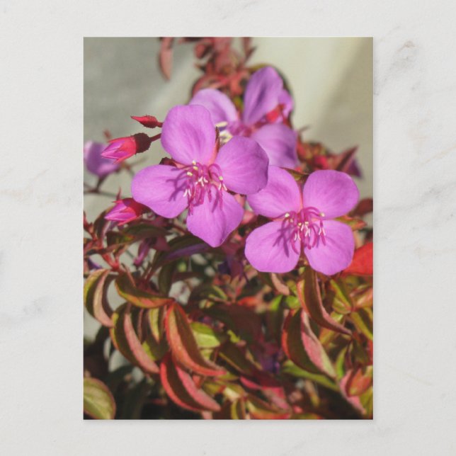 Carte postale Begonias, personnaliser (Devant)