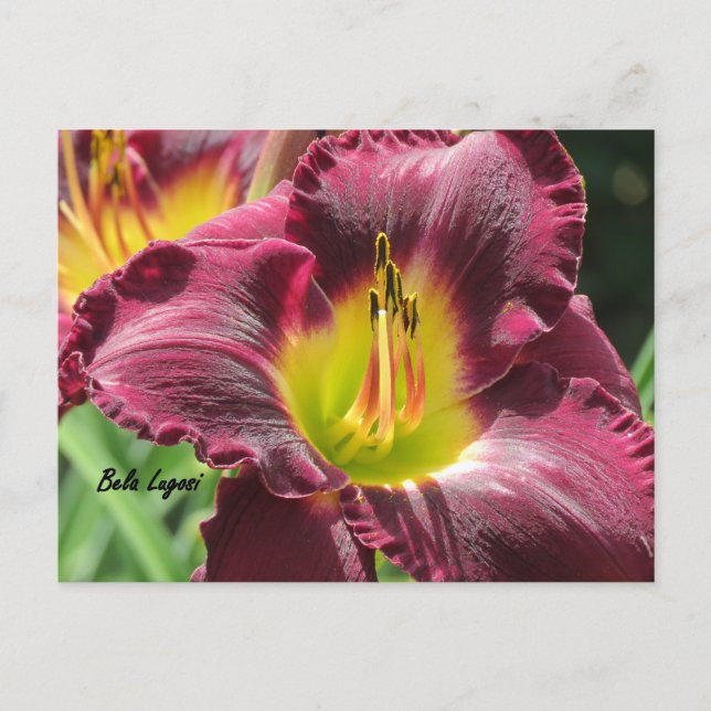Carte Postale Bela Lugosi - Daylily (Devant)