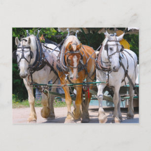 Carte Postale Belgian Horses