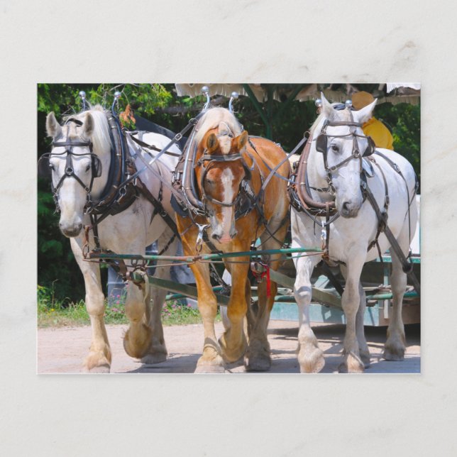 Carte Postale Belgian Horses (Devant)