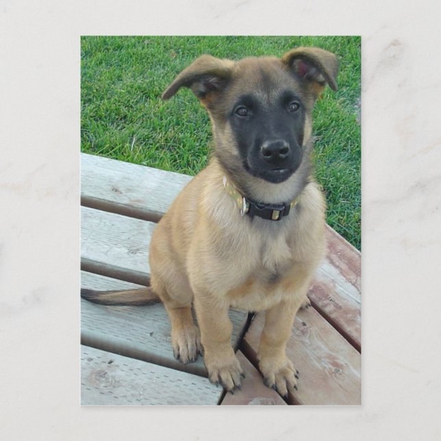 Carte Postale Belgian Shepherd Malinois Dog (Devant)