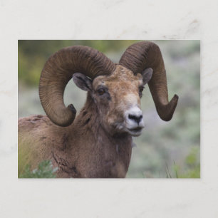 Carte Postale Bélier de mouflon à cornes grandes des montagnes R