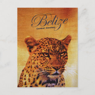 Carte Postale Belize Jaguar