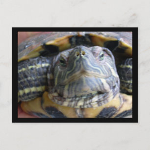 Carte Postale Belka gros plan