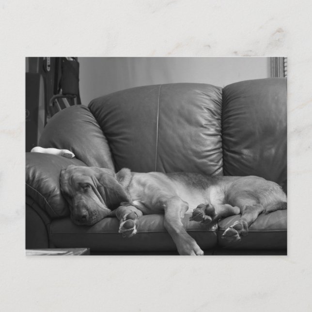 Carte Postale Bella Bloodhound Post Card (Devant)