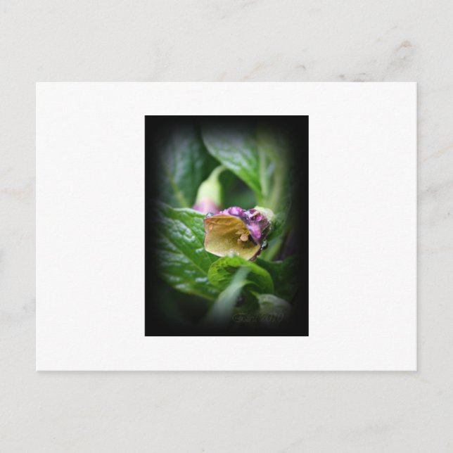 Carte Postale Belladonna (Devant)