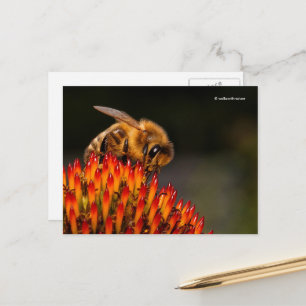 Carte Postale Belle abeille de miel pollinisant un confleur