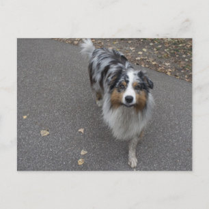 Carte Postale Belle Aussie multicolore