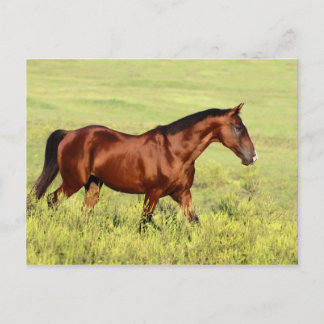Carte Postale Belle Baie Horse