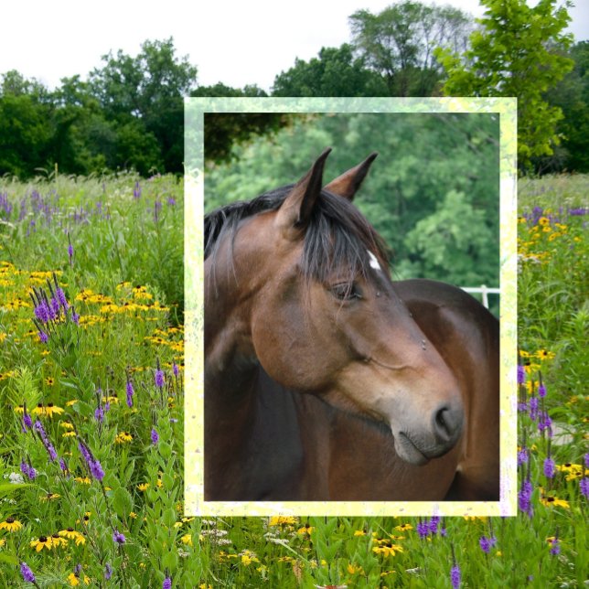 Carte Postale Belle Baie Horse (Créateur téléchargé)