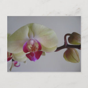 Carte Postale Belle Bébé Orchidées Jaunes