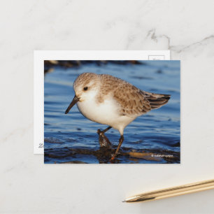 Carte Postale Belle Bécasseau De Sanderling Marche Les Rives D'A