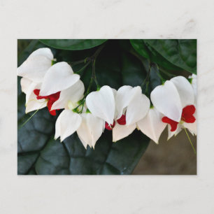 Carte Postale Belle Bleeding Hearts fleurs