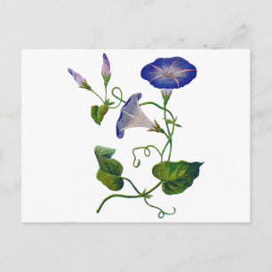 Carte Postale Belle Bleu Brodé Morning Glories