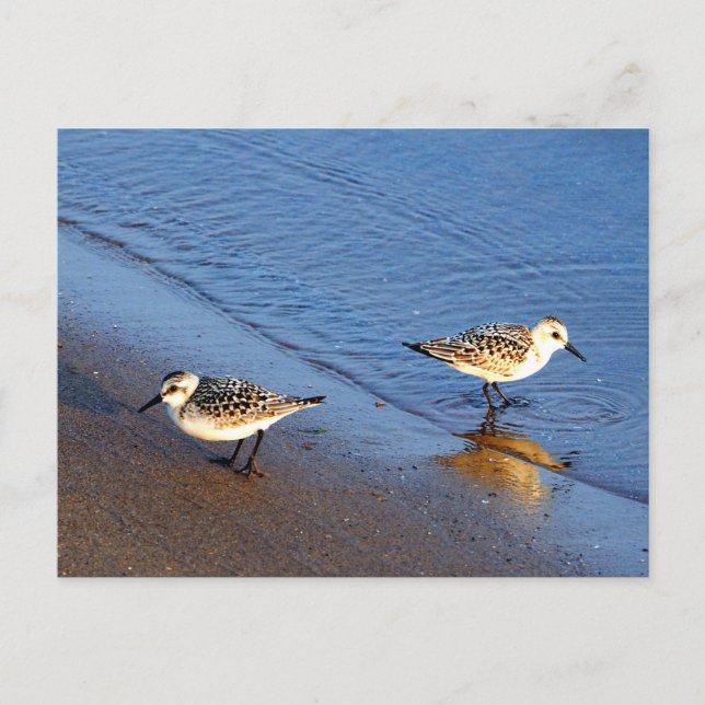 Carte Postale Belle Bleue Bleue Sandpiper Photo (Devant)