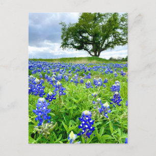 Carte Postale Belle Bluebonnets Texas Photographie