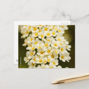 Carte Postale Belle Bridalwreath Florale Spiraea