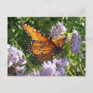 Carte Postale Belle Bright Orange Monarch Butterfly Photo