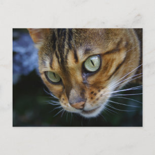 Carte Postale Belle Chat Bengale
