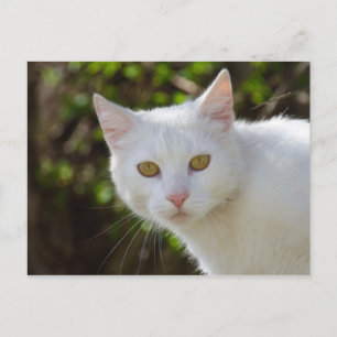 Carte Postale Belle Chat Blanc