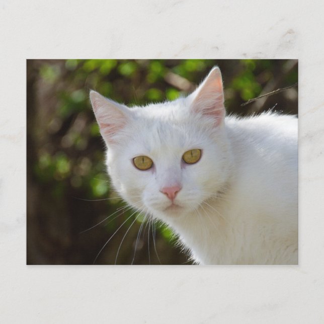 Carte Postale Belle Chat Blanc (Devant)