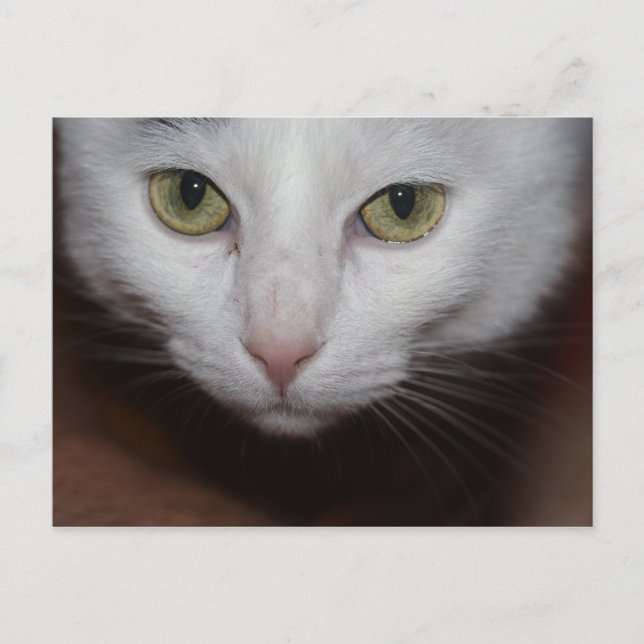 Carte Postale Belle Chat Blanc (Devant)