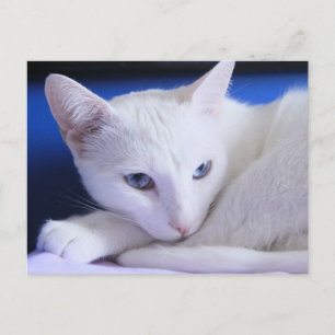 Carte Postale Belle Chat blanc / Ajouter la photo de votre anima