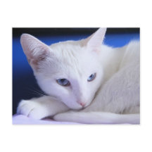 Belle Chat blanc / Ajouter la photo de votre anima