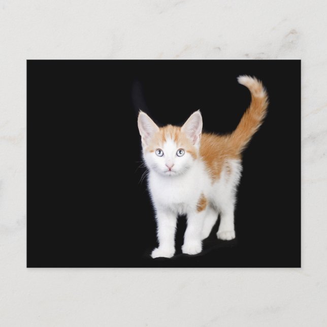 Carte Postale belle chatte gingembre et blanc (Devant)