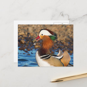 Carte Postale Belle Chatty Mandarin Canard à l'étang