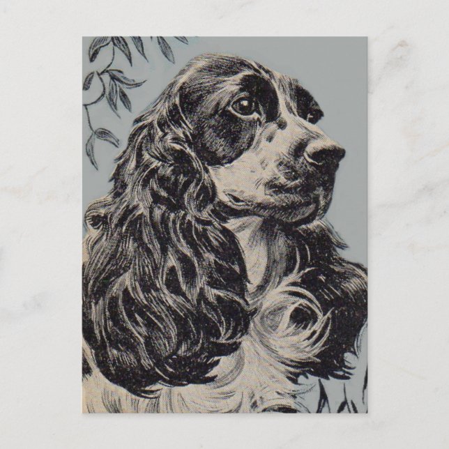 Carte Postale belle cocker spaniel (Devant)