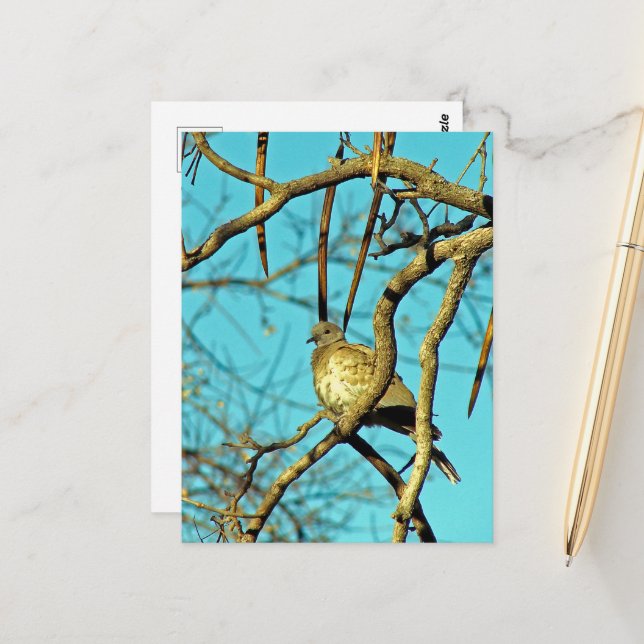Carte Postale Belle colombe dans un arbre (Devant/Arrière en situation)