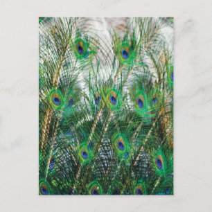 Carte Postale Belle couleur bleu vert or couleurs plumes paon