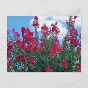 Carte Postale Belle Crepe Myrtle Fleurs Nature Photographie