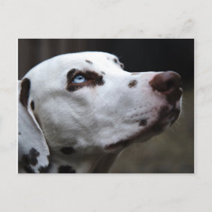 Carte Postale Belle dalmate brune et blanche