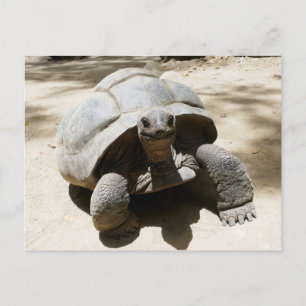 Carte Postale Belle et curieuse Tortue de plage