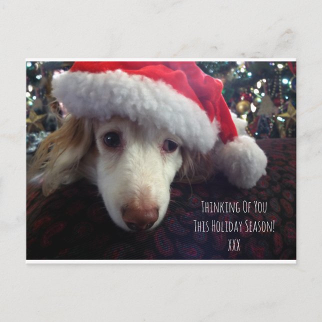 Carte Postale Belle fête Dachshund avec chapeau de Santa & arbre (Devant)