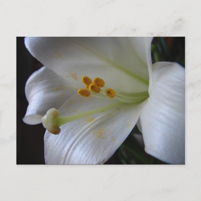Carte Postale Belle Fleur (Devant)