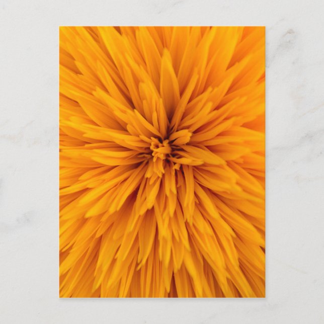 Carte Postale Belle Fleur de Dahlia Jaune (Devant)