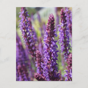 Carte Postale Belle fleur de lavande violette