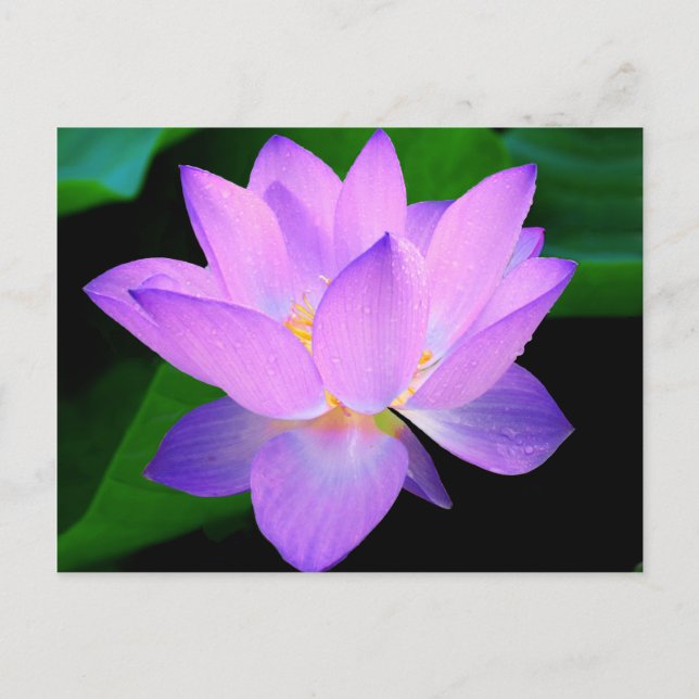 Carte Postale Belle fleur de lotus violet dans l'eau (Devant)