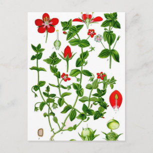 Carte Postale Belle fleur de printemps rouge Dainty
